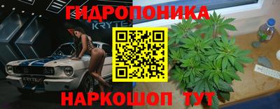 крисы Новокубанск